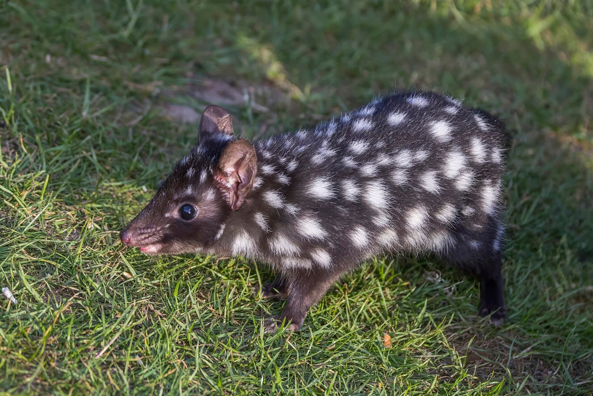 An eastern quoll, black morph, on grass.