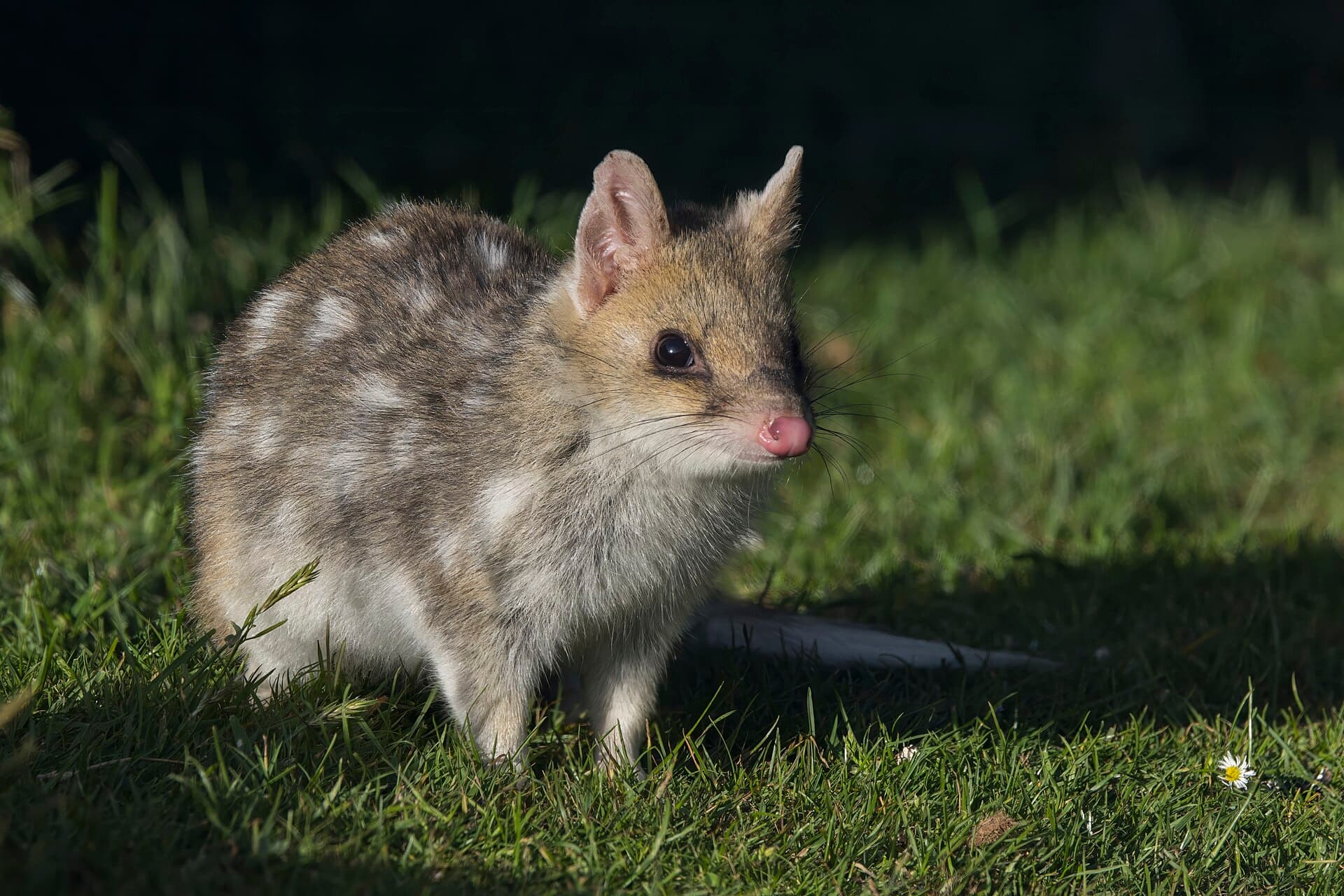 An eastern quoll, fawn morph, on grass at dusk.