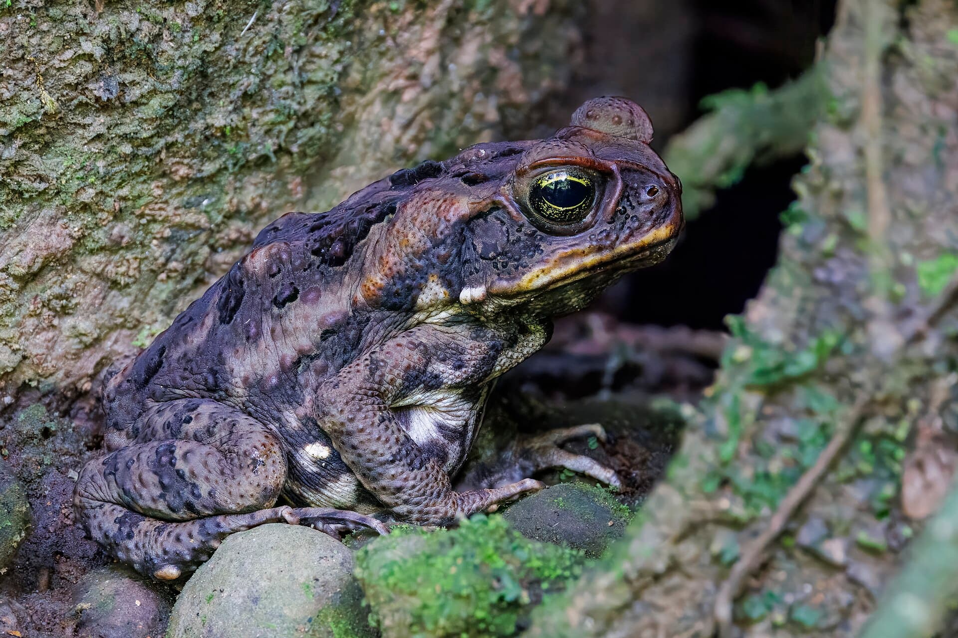 A cane toad sheltering in a shaded rock crevice.
