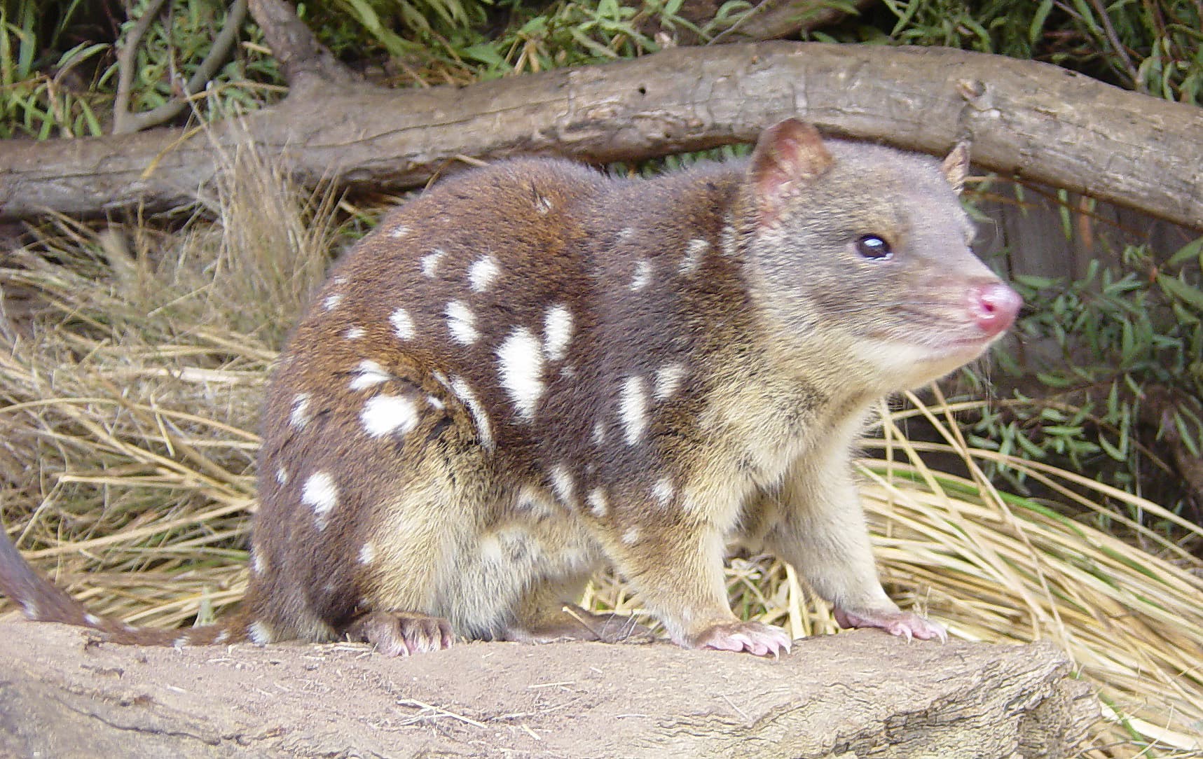 A spotted-tailed quoll on a sunlit rock.
