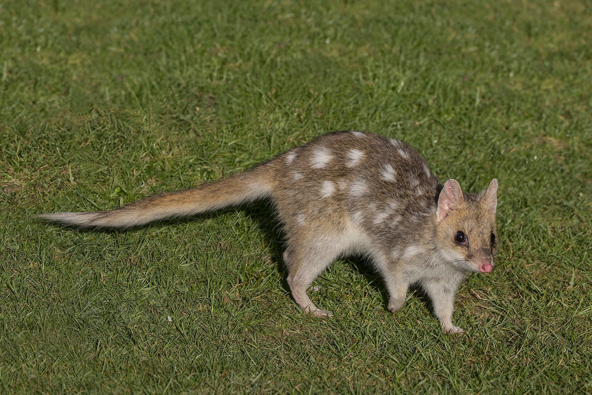 An eastern quoll crossing open grass.